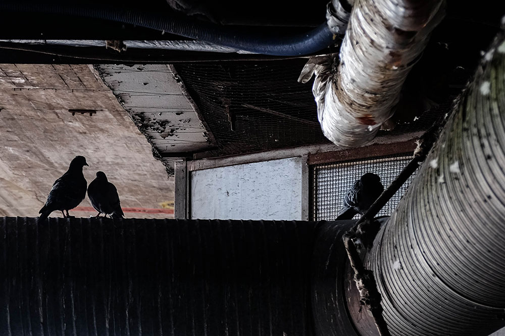 Lovebirds-(1-av-1)